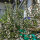 Deutsche Statice / Strandflieder (Limonium tataricum) Samen