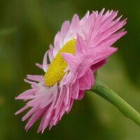 Sonnenflügel Timeless Rose (Helipterum  manglesii)...