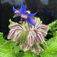 Borretsch (Borago officinalis) Samen