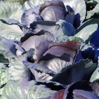 Rotkohl Schwarzkopf (Brassica oleracea var. capitata f....