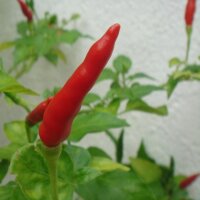 Chili Piri Piri (Capsicum frutescens) Samen