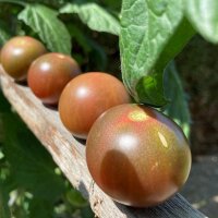 Cocktailtomate Black Sweet Cherry (Solanum lycopersicum)...