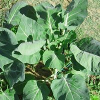 Rosenkohl Evesham Special (Brassica oleracea var....