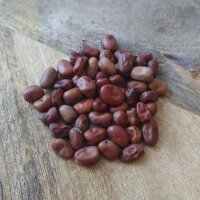 Pferdebohne / Ackerbohne (Vicia faba) Samen