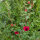 Sommerblumen in Rot (diverse Arten & Sorten) Saatgutmix