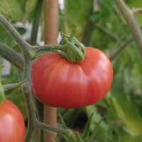 Humboldt Wildtomate (Solanum pimpinellifolium var....